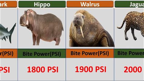 animal bite psi.
